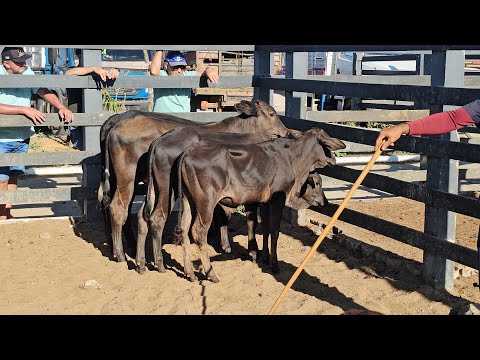 Feira do gado em Craíbas Al, dia 17/01/2026.