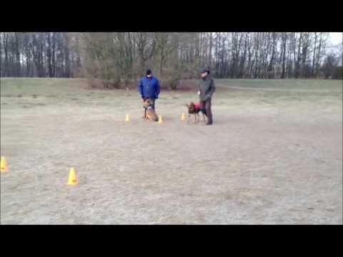 Dog Campus - Die Hundeschule Gruppentraining