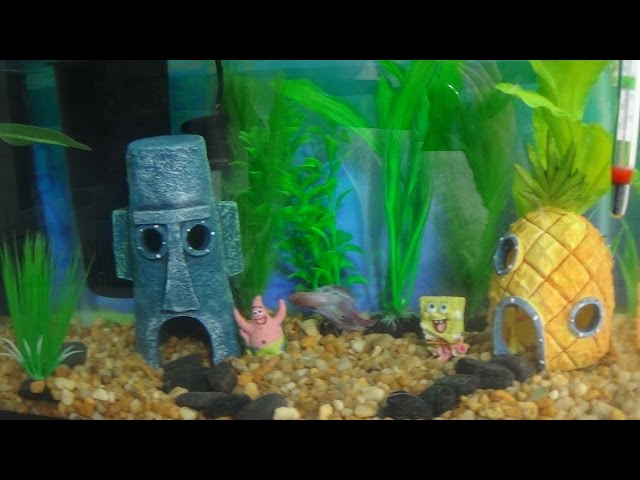 Sponge Bob Themed Betta Fish Tank Tour