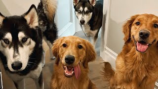 Why I Took My Ex-Boyfriend's Dog...