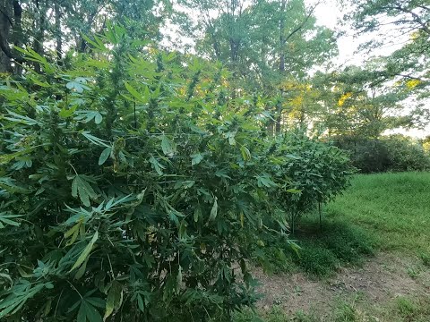 2023 Outdoor Cannabis grow site 1 Oct 2nd update! Croptober is here!