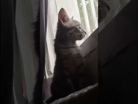 Gato admira el exterior por la ventana, se relaja y se va