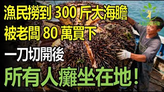 Download lagu 漁民撈到300斤大海膽，上岸後被老闆80萬買下，一刀切開後所有人愣住！ mp3