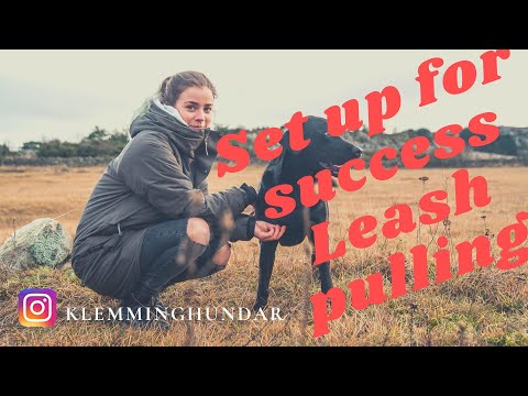 Set up for success to stop leash pulling (embarrassing easy when you got it right)
