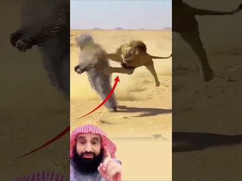 في مواجهة كهذه لا يكفي التحدي وحده فالحذر والاستعداد هما ما يصنعان فرصة النجاة🥺👌#دويتو #viral #fyp