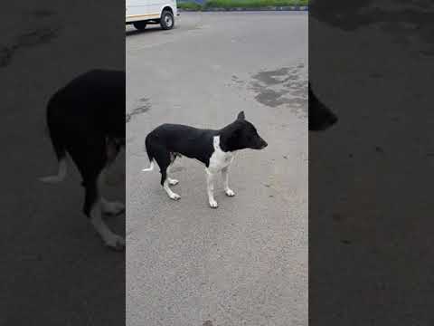 Take care of street dogs/ motivational speech/ pratanu banerjee