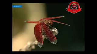 Download lagu Yayan Jatnika Papatong mp3