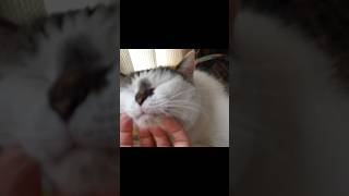 猫のいる暮らし iPhone5で編集