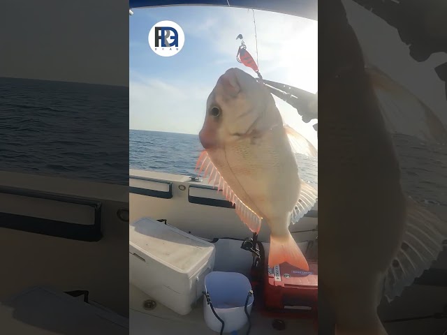 Jackal BAMBLUZ BITEBEANS TG بايت بينز تنجستن ألوان...