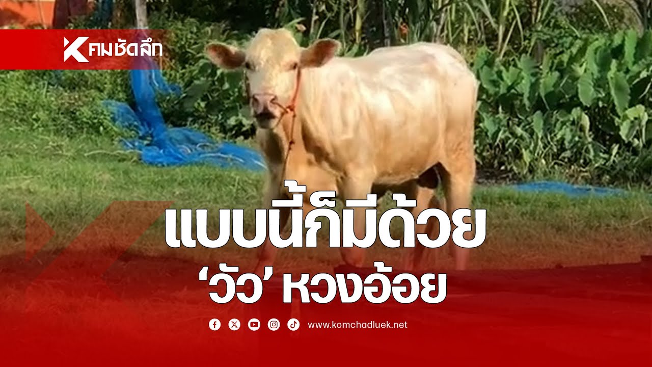 แบบนี้ก็มีด้วย ‘วัว’ หวงอ้อย