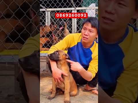Chó becgie bỉ giá bao nhiêu 6 triệu là có chó đẹp #malinois #becgiebi #traichomalinois #traicho