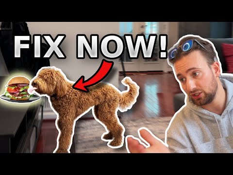 How to STOP Your Dog From Counter Surfing