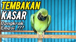 Download lagu TEMBAKAN KASAR‼️CUCAK IJO HIPER FULL  TEMBAKAN TAJAM Part 2 mp3
