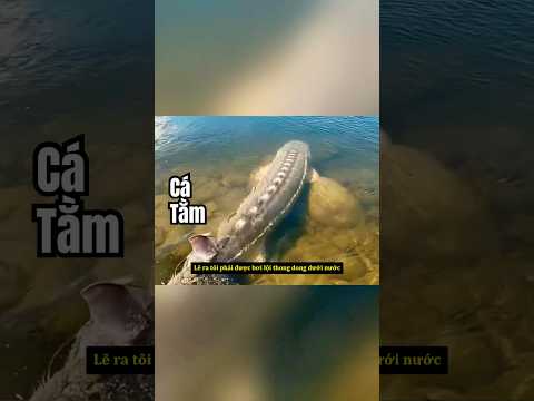 🥀Vàng Đen Trong Miệng Bạn Chính Là Sinh Mạng Của Tôi🥀#shorts #sad #thegioidongvat #sadstatus