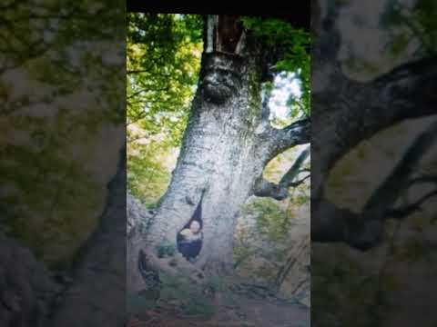 The house in the tree.