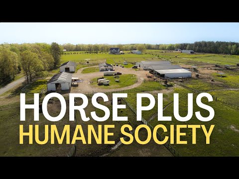 Get to Know Horse Plus Humane Society