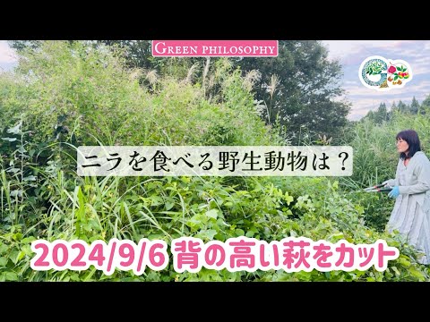 園芸 庭園の野生動物