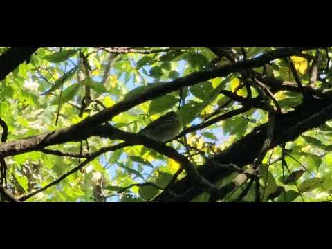 Vireo žltohrdlý (Vireo flavifrons) — správanie, biotop a hlas