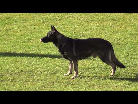 WUSV 2021 ESP 1 - MARCOS FERRÉ REAL & LEO DE JARDINES DEL REAL B 91