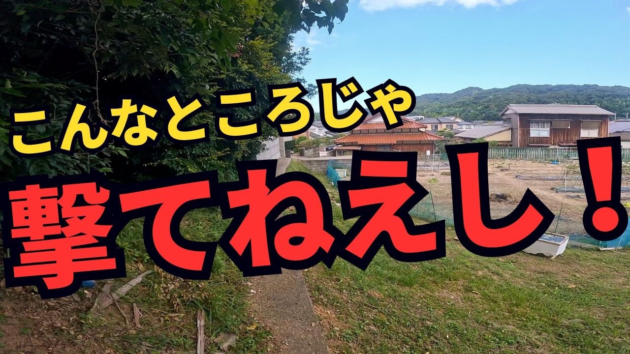 猟犬ブッチャーがイノシシを吠えて止めていた現場に行ってみたら、家だらけでとても撃てる場所ではなかった有害鳥獣駆除活動！