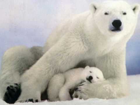 Milorad Mandic Manda Beli Meda