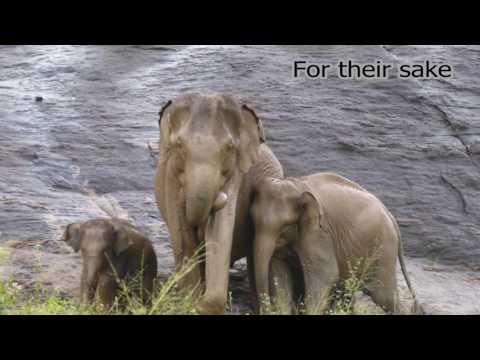 Conserving Wild Asian Elephants
