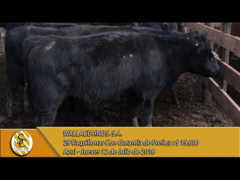 12-07-18 Venta de Vientres - Wallace Hnos. S.A. - Azul