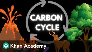The carbon cycle | Middle school Earth and space science | Khan Academy