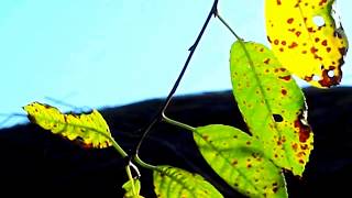 Mark Knopfler, Heart Full Of Holes, Inimă ciur