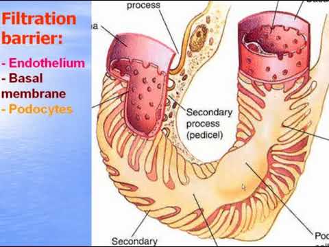 Urinary system. Video-lecture by Zimatkin (27)