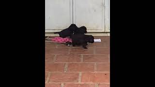 Download lagu Black dog 2 mp3