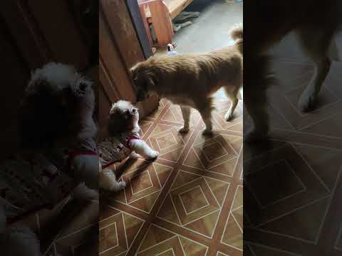 #dog #puppydogandpuppycat #cuteanimal #pets #cutecatandpuppyworld #funny #cutespets #yourdog #puppy