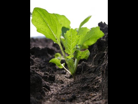 Raps Herbstentwicklung - Aussaatversuche 2022