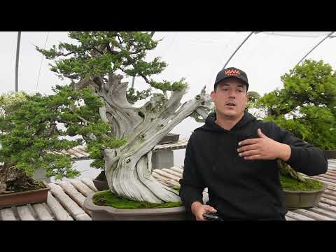 Bonsai techniques: Bonsai Pests and Diseases by Yannick Kiggen