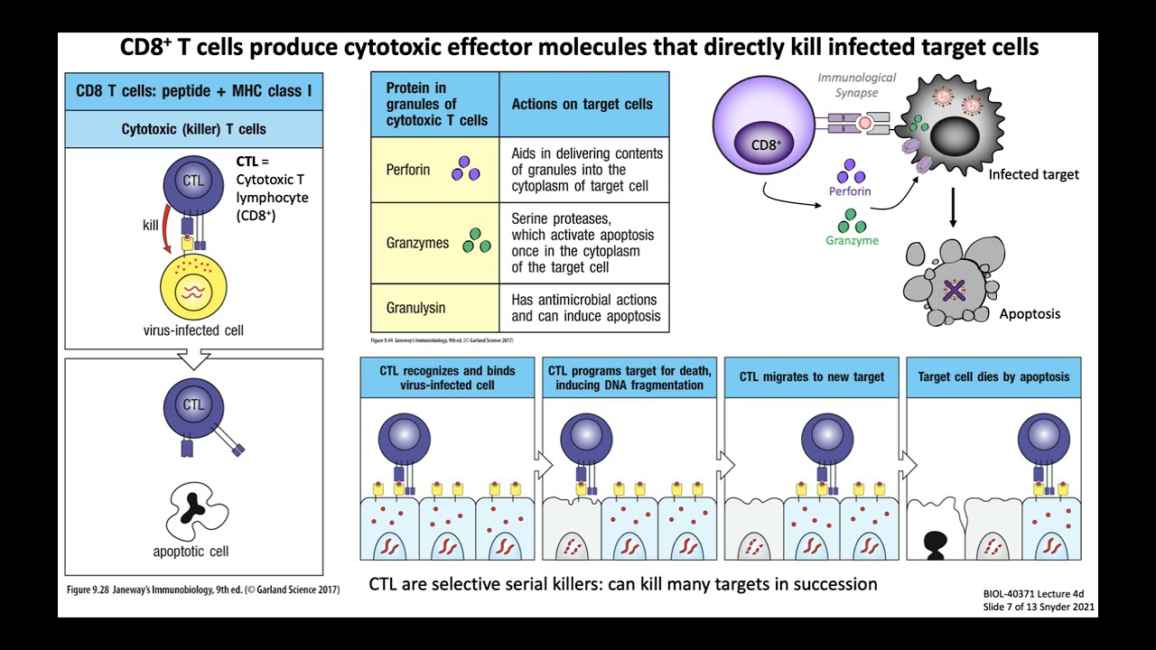 Lecture 4d: T Cell Function