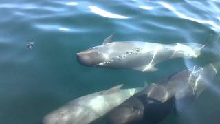 preview picture of video 'Oshan Whale Watch - Curious Pilot Whales'