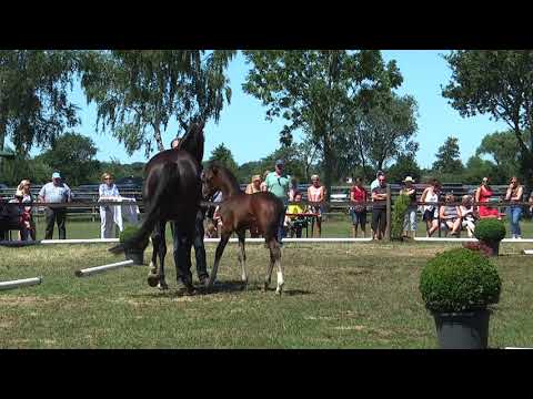 Sudweyher Fohlenschau 2018 - Kat.-Nr. 44