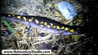 preview picture of video 'Salamander Run, Brecksville Ohio'