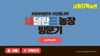 네덜란드 단풍농장에 왔습니다 ~~! / Daelim Nursery (Netherlands,Belgiun)