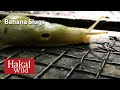 Hakai Wild: Banana Slugs
