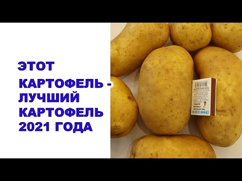 , title : 'Этот картофель - самый урожайный в 2021 году'