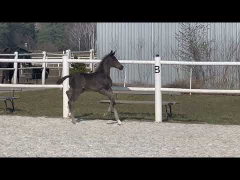 Totally Perfect - Total McLaren x Furstenball x Welt Hit - sprzedany