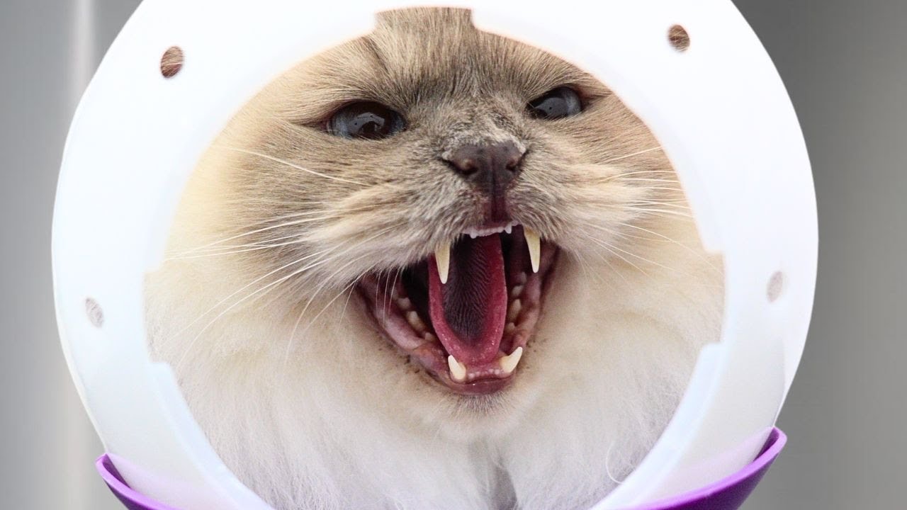 Meet Franklin, the Ragdoll cat that eats groomers for breakfast.