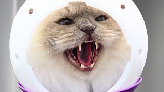 Meet Franklin, the Ragdoll cat that eats groomers for breakfast.