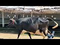 VS COW FARM All Milk Cow For Sales 1