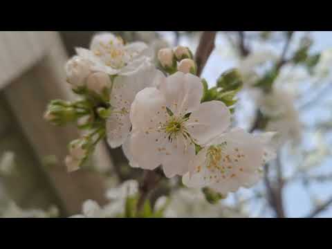 ‎@-earth.plants-animals  Prunus avium,wild cherry tree,pema e qershisë së egër(3)