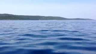 preview picture of video 'Delfini uz Zverinac - Dolphins near Zverinac Island'