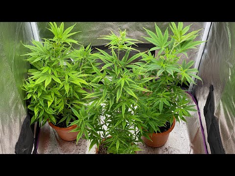Indoor Cannabis grow weeks 9&10. How to switch the plants to flower!