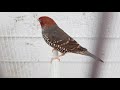 PASSARO AMANDINE - O PÁSSARO DA VEZ - Arruda Aves