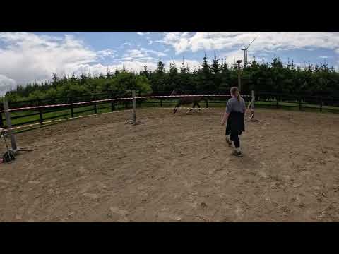 3yr old Filly - Image 2